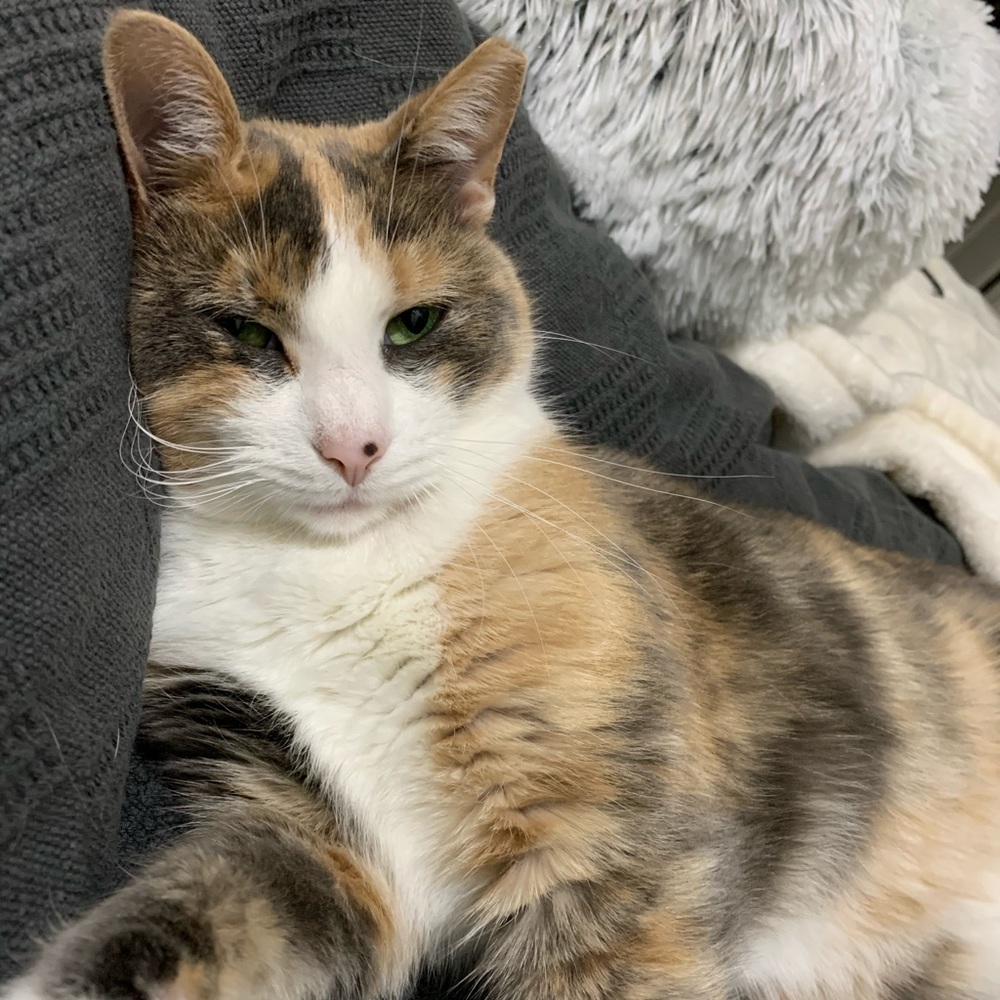 Lilly - Picture 8 of 10